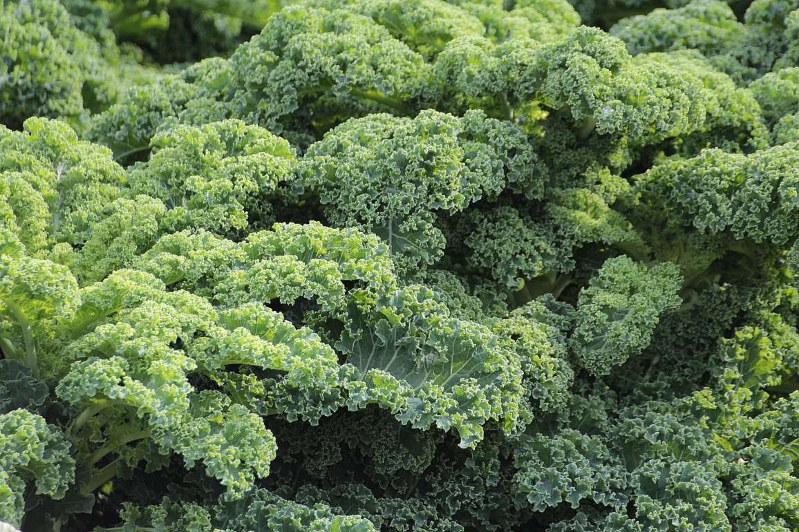 kale1.jpg