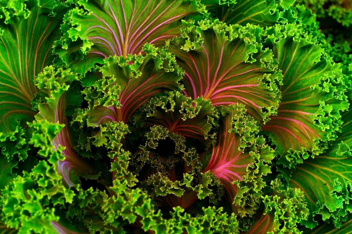 11-reasons-why-you-should-eat-kale